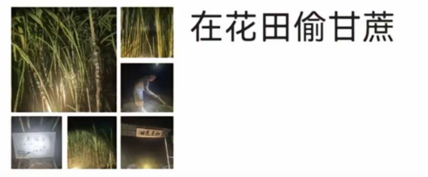 浙江一“可偷甘蔗地”成打卡点<strong></p>
<p>源币网</strong>,上百网友深夜体验,80后“地主”:已收偷款6千元