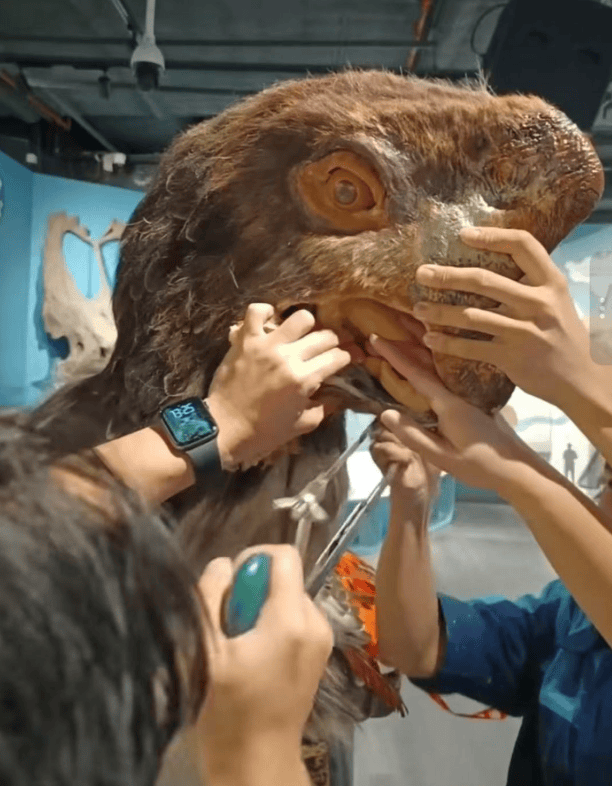 被卡住了<strong></p>
<p>币说</strong>!广州一游客把手伸进恐龙模型嘴中