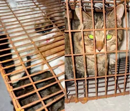 “成都一空置房非法囤猫”?官方通报:共发现被困小猫102只<strong></p>
<p>炒币专业术语</strong>,未发现虐猫行为