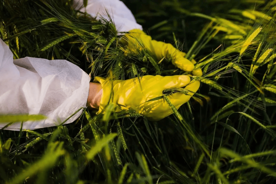 警惕<strong></p>
<p>m链币</strong>！田里有间谍