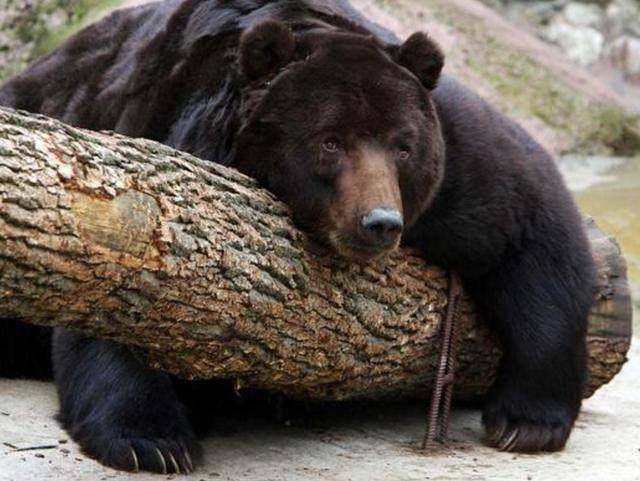 出重拳治“熊害”<strong></p>
<p>币圈一天</strong>，日本将允许防暴警察射杀熊