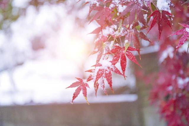 百年难遇“早立冬”来了<strong></p>
<p>币圈一天</strong>！有啥讲究？早看早准备！