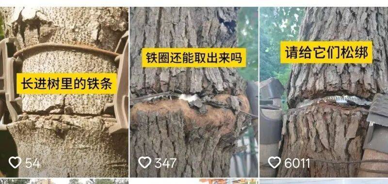 金属卡箍嵌进树里<strong></p>
<p>币圈一天</strong>,苏州一网民发视频喊话相关部门给树木“松绑” !当地回应:已全部拆除