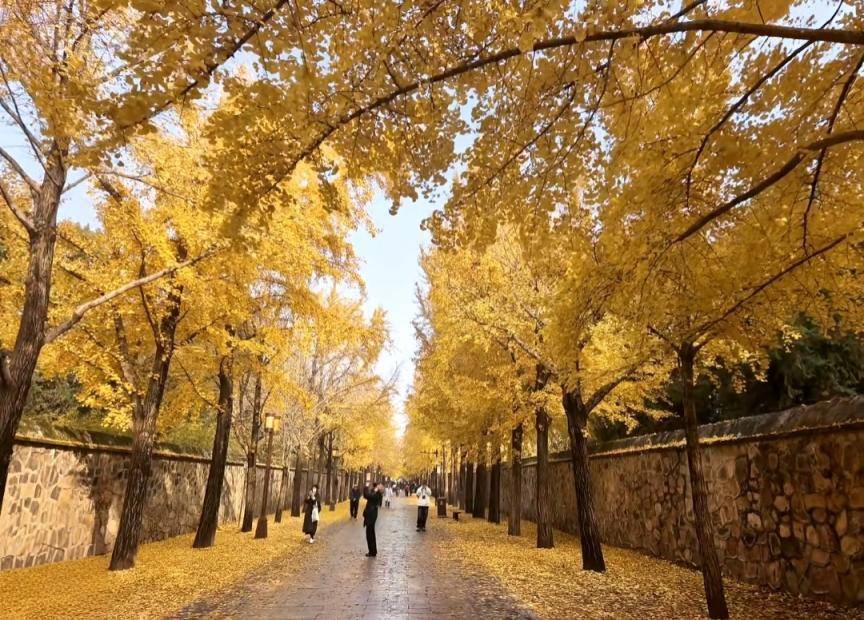 满大街都是银杏树<strong></p>
<p>炒币工具</strong>,为什么还是濒危物种?