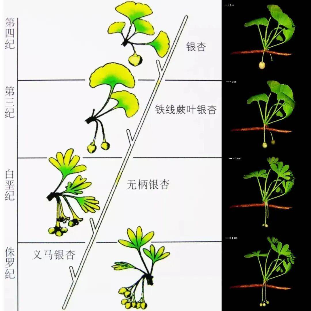 满大街都是银杏树<strong></p>
<p>炒币工具</strong>,为什么还是濒危物种?
