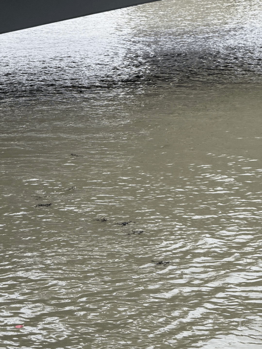 上海苏州河有人放生牛蛙？当地回应：严禁放生外来物种<strong></p>
<p>炒币工具</strong>，市民可提供相关线索