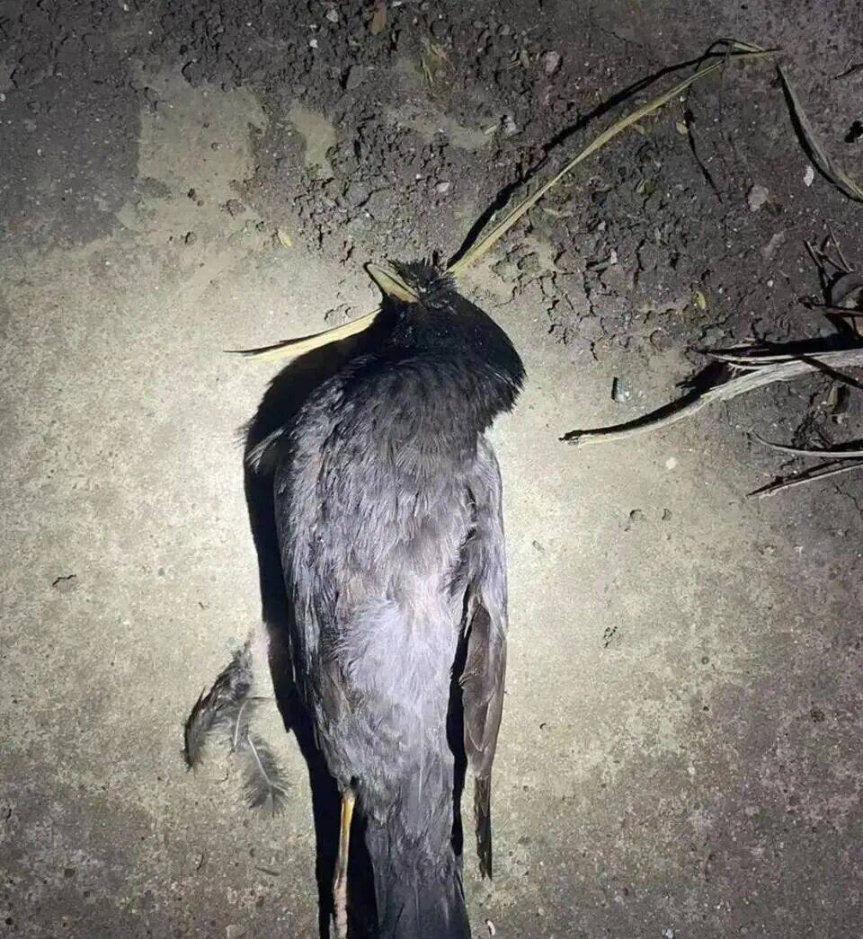 打开冰箱后民警懵了！男子攒了44只国家保护动物,供自己食用...