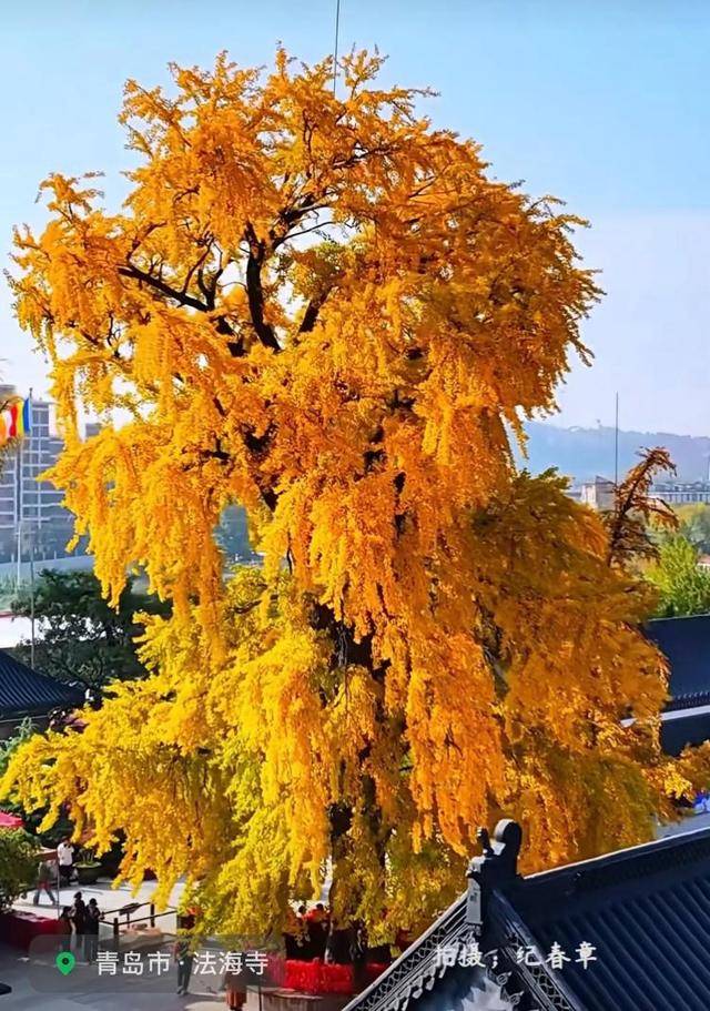 错过等一年！青岛1600岁“银杏王”满树金黄<strong></p>
<p>长江期币网</strong>，打卡的人“鼓”了