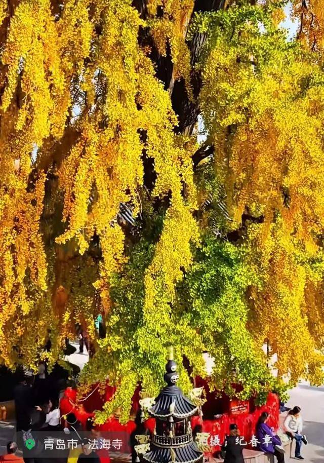 错过等一年！青岛1600岁“银杏王”满树金黄<strong></p>
<p>长江期币网</strong>，打卡的人“鼓”了