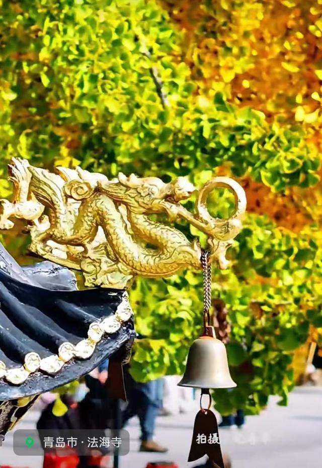 错过等一年！青岛1600岁“银杏王”满树金黄<strong></p>
<p>长江期币网</strong>，打卡的人“鼓”了