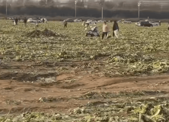 免费摘白菜视频热传<strong></p>
<p>长江期币网</strong>,菜地承包者称“损失近100万元”,当地通报