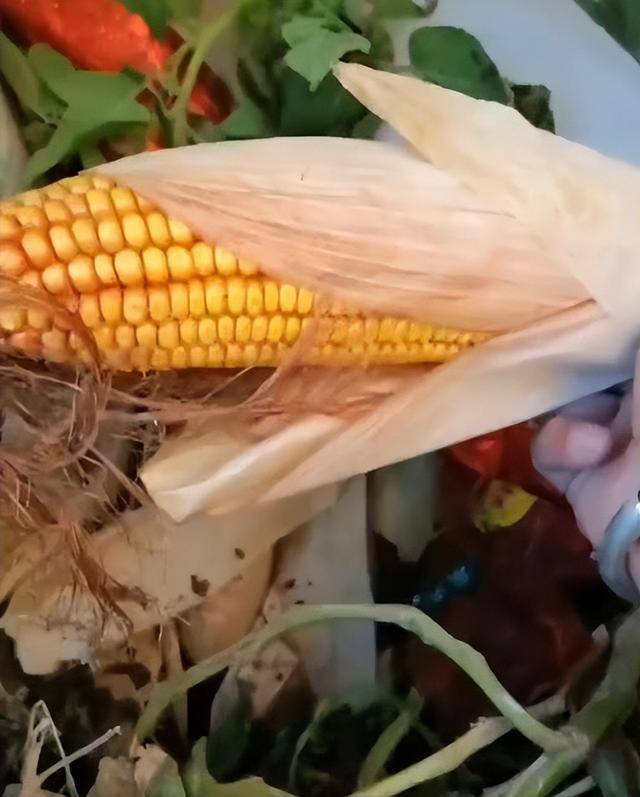 陕西一女子疑因拍亲姑姑偷玉米遭姑父棍杀<strong></p>
<p>知乎币圈</strong>，邻居欲报警也遇害