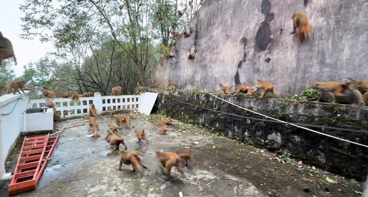 贵州黔灵山猴群一窝蜂冲下山<strong></p>
<p>抄币技巧</strong>,网友称被吓得汗毛立起来!公园回应:猴群活动,很正常