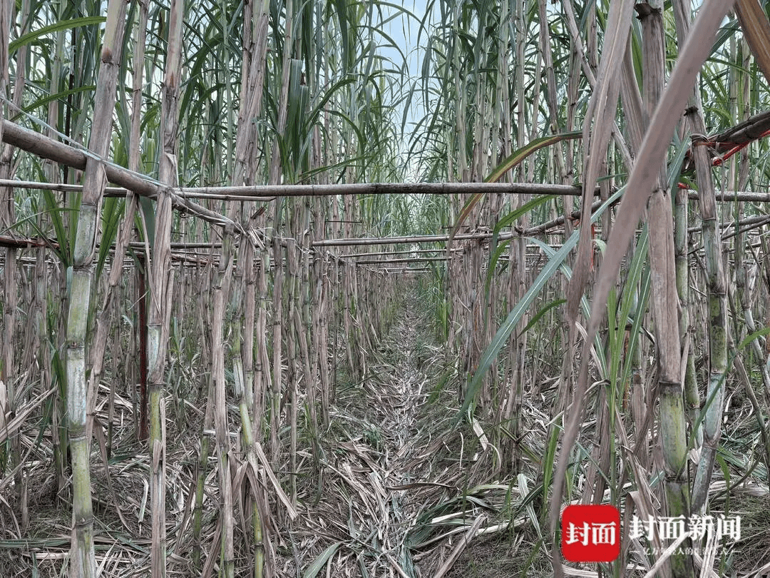 四川眉山“偷甘蔗农场”爆火！增设2.99元入场费后<strong></p>
<p>抄币技巧</strong>，地里仍来了上千游客，“偷甘蔗”被逮到的人要表演才艺，老板：日销售有时近万元
