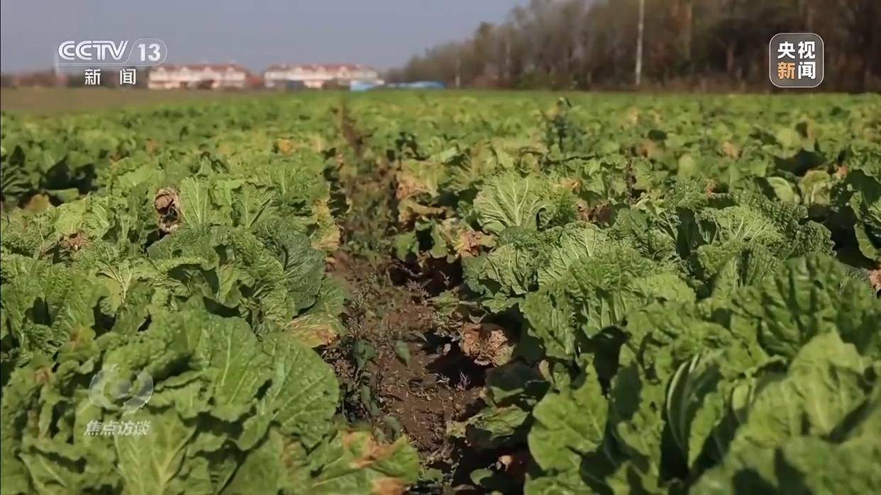 单棵售价超百元<strong></p>
<p>币圈营销</strong>,起底“套牌白菜”背后的销售套路