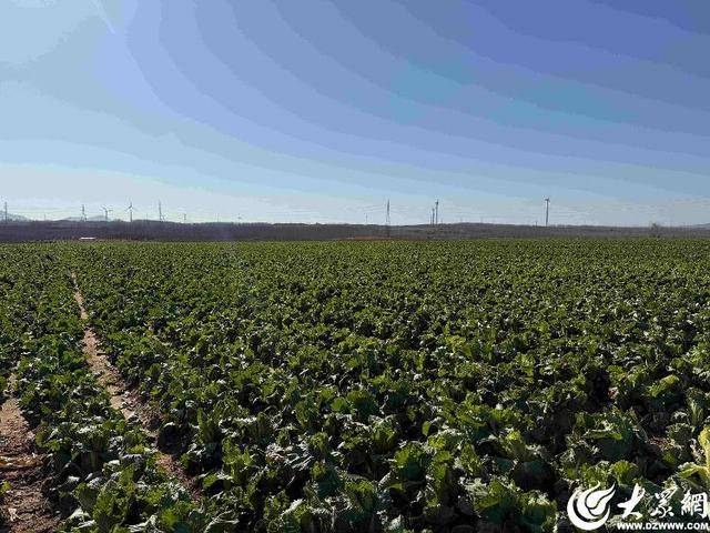 山东青岛：全国首批“板蓝根白菜”喜获丰收<strong></p>
<p>比利币</strong>，正式上市！首批10万棵已被上海采购商“包圆”