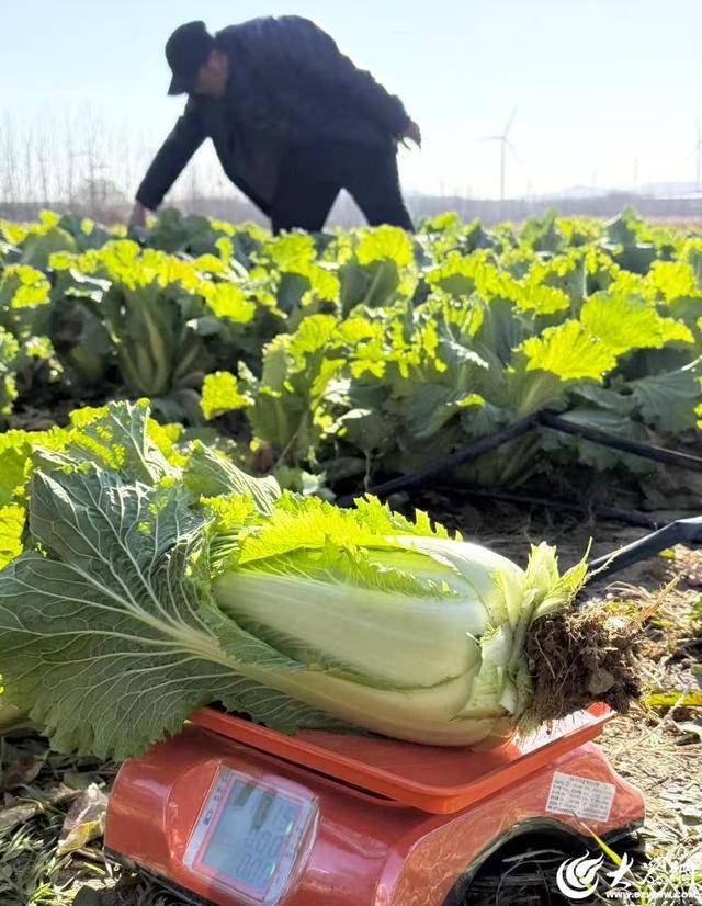 山东青岛：全国首批“板蓝根白菜”喜获丰收<strong></p>
<p>比利币</strong>，正式上市！首批10万棵已被上海采购商“包圆”