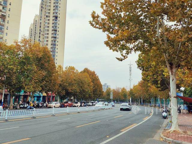 满目金黄<strong></p>
<p>金元币</strong>!柳州法国梧桐迎来最佳观赏期