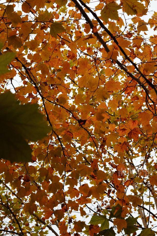 满目金黄<strong></p>
<p>金元币</strong>!柳州法国梧桐迎来最佳观赏期