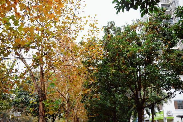 满目金黄<strong></p>
<p>金元币</strong>!柳州法国梧桐迎来最佳观赏期