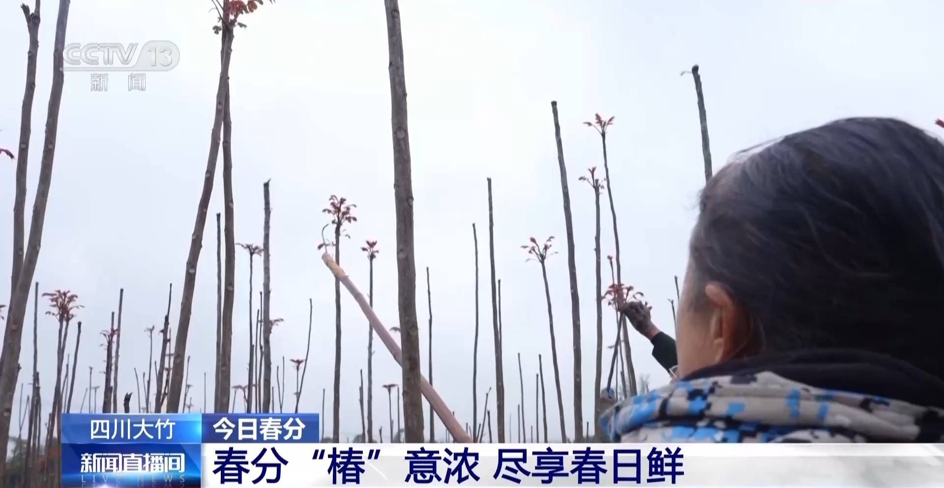 蒸、煎、拌、酿……一口鲜菜如何“锁”住春天<strong></p>
<p>交易系统网</strong>？